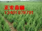 供應(yīng)蜀檜小苗江蘇蜀檜價格蜀檜求購蜀檜直銷
