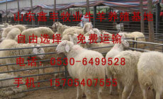 波尔山羊养殖技术--出售波尔山羊