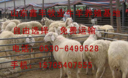 小尾寒羊养殖--小尾寒羊技术--小尾寒羊价格