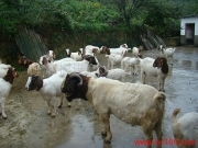 肉羊养殖 波尔山羊价格 绵羊销售基地