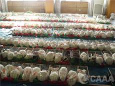 2012年肉兔价格 肉兔养殖场 肉兔养殖成本