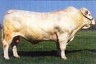 夏洛莱牛价格提供养殖技术