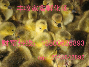 甘肅鴨苗價(jià)格張液鴨苗價(jià)格寧夏鴨苗價(jià)格
