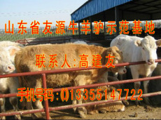 牛羊之鄉 友源牧業