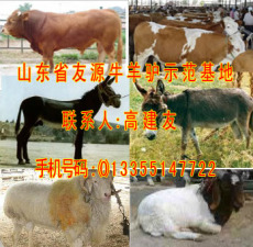西门塔尔牛 鲁西黄牛肉牛养殖 肉牛养殖技术