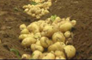 土豆种子农科院精品土豆种子一级土豆种子