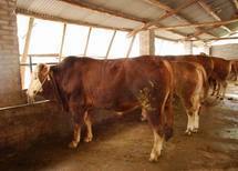 宜昌肉牛养殖场 创兴牧业养牛的利润