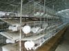 河南肉兔价格 肉兔养殖技术 肉兔养殖场