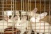 山西肉兔价格 肉兔养殖场 肉兔种兔价格