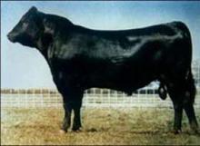 南宁肉牛养殖场 创兴牧业国家对养牛的政策