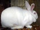 供应獭兔价格獭兔养殖行情优质种兔价格分析