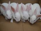 供应德系獭兔价格美系獭兔价格獭兔品系分析
