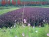 紫叶海棠-紫叶海棠苗