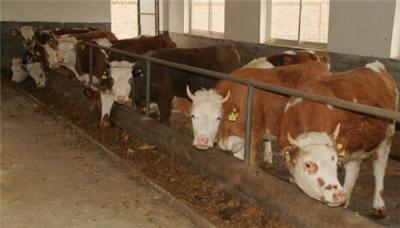 江苏最大的养牛基地 肉牛价格