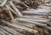 木材原木 木材材料 木材供应 木材公司