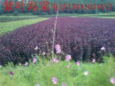 紫叶海棠苗