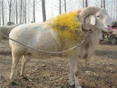梁山牛羊基地供应纯种小尾寒羊波尔山羊