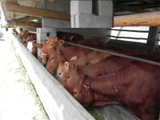 肉牛养殖前景价格赢利分析山东四季养殖场