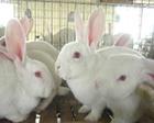 獭兔种兔场獭兔价格獭兔养殖獭