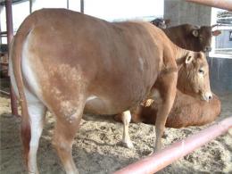 江苏最大的养牛基地肉牛价格四季肉牛养殖场