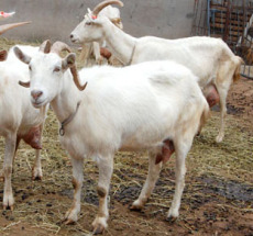 2012最新波尔山羊价格小尾寒羊养殖技术
