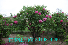 甘肃中川牡丹园紫斑牡丹牡丹树百年牡丹