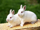 獭兔养殖獭兔销售价格一只獭兔多少钱