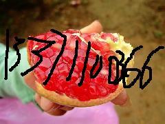 批發(fā)石榴