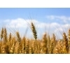 为生产所需正虹采购大豆玉米麦粕类等3000吨