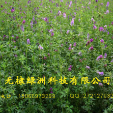 供应大量优质紫花苜蓿干草