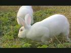 獭兔引种价格2012獭兔养殖成本獭兔养殖