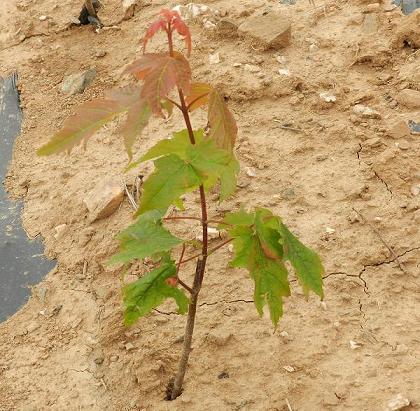 美国红枫 日本红枫 欧洲红枫栽培种植基地