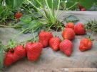 泰安市草莓苗 草莓苗价格 草莓苗批发