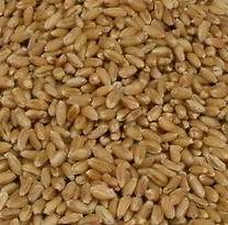 湖南求购豆粕 麸皮 小麦600吨