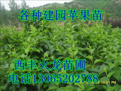 两刀寒富苹果苗 123苹果苗 李子苗