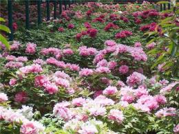 菏澤牡丹