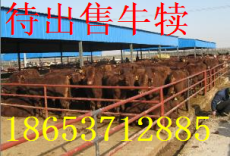 嘉祥县种牛 养殖种羊 驴 肉马养殖