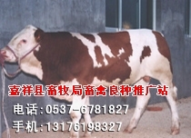 养殖驴 新疆驴 肉驴