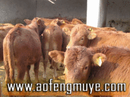 河北省畜牧局肉牛养殖场供西门塔尔牛肉牛犊