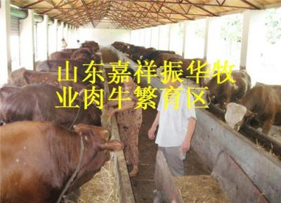 夏洛莱肉牛 利木赞肉牛 改良肉牛 种羊