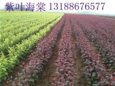 新疆紫叶海棠888新疆红叶海棠
