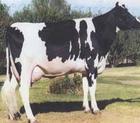 日产80斤的高产奶牛低价销售