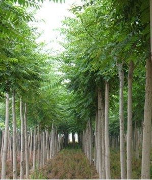 千头椿.山东千头椿.造林苗木千头椿