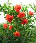 河北花灌木 河北花灌木供應(yīng)