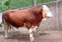 肉牛养殖场 四川适合养什么品种的肉牛