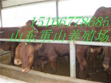 肉牛犊2012年养殖效益分析 肉牛犊价格