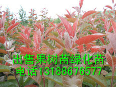 光輝海棠 新疆光輝海棠 山東光輝海棠