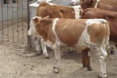山东肉牛养殖场肉牛养殖可行性报告