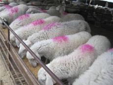 小尾寒羊价格小尾寒羊养殖技术