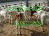 山东邹城市今日波尔山羊价格肉牛养殖场
